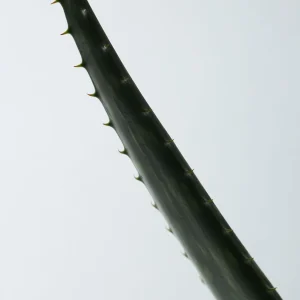 aromatica-soothing-aloe-vera-gel-180ml-pic-1