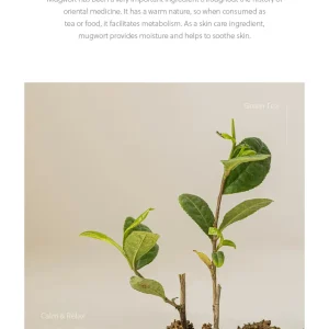 beauty-of-joseon-calming-serum-green-tea-panthenol-30ml-pic-7